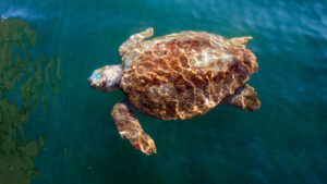 Turtling sightings are one of the diverse array of things to do in Kefalonia, Greece, showcasing a mix of thrilling outdoor adventures, cultural explorations, mouthwatering cuisine, and relaxing beach experiences, ensuring an unforgettable vacation for all.